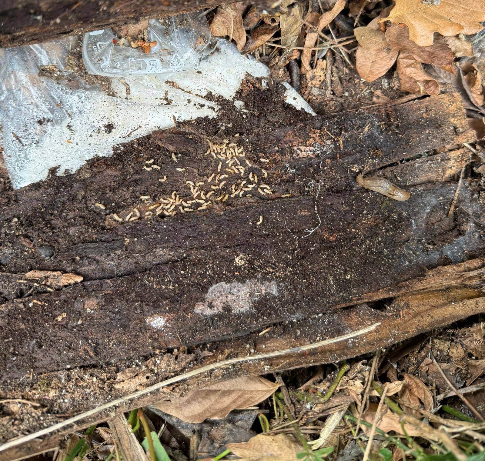 Termitas subterráneas en madera en contacto con el suelo