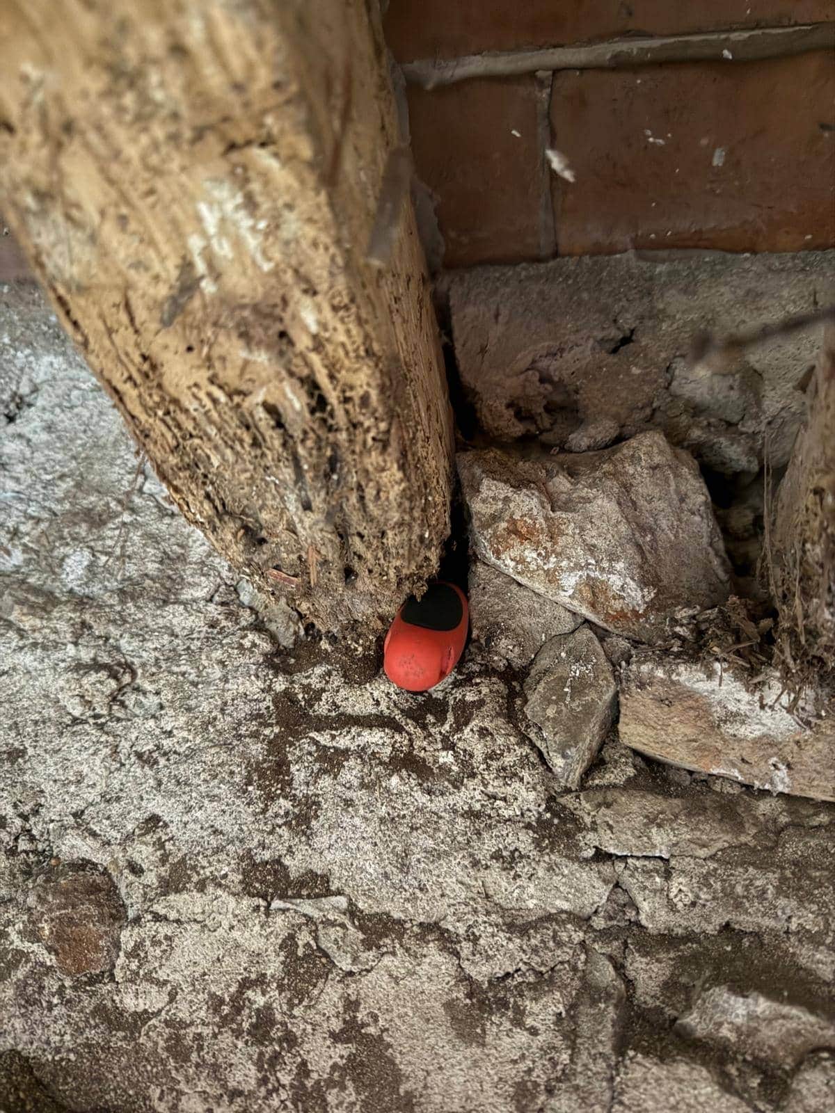 Portacebos instalado en la base de una viga afectada por termitas