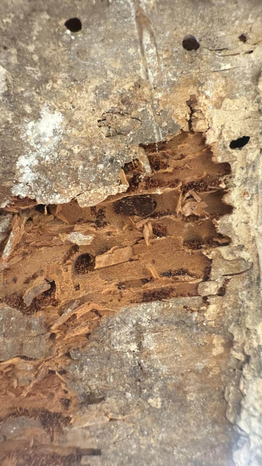 Galerías de termita de madera seca (Kalotermes flavicollis) en la madera