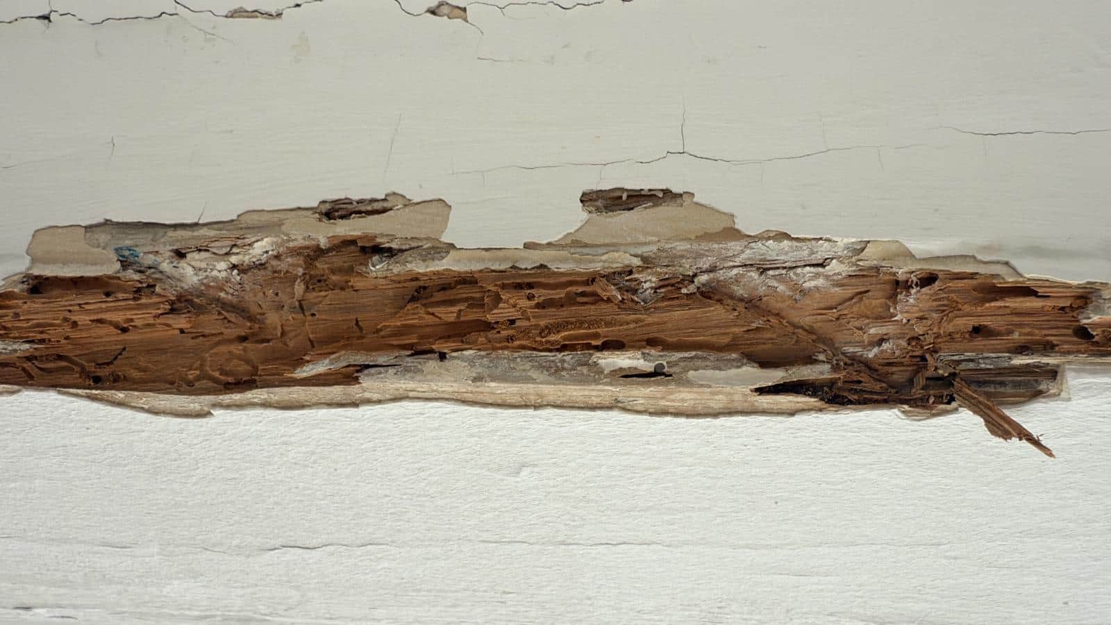 Viga destruida por termita de madera seca