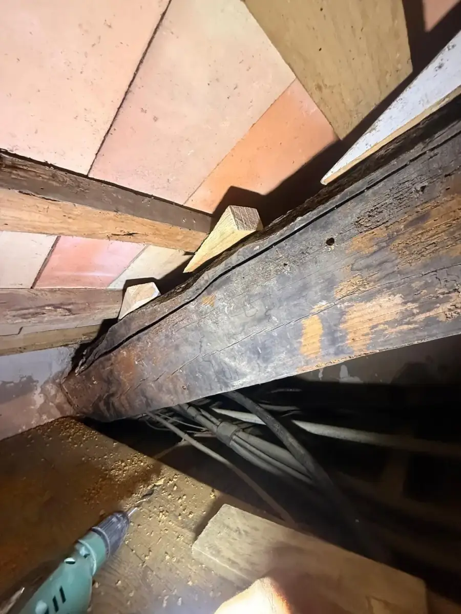 Madera afectada por xilófagos con galerías internas antes del tratamiento contra la carcoma