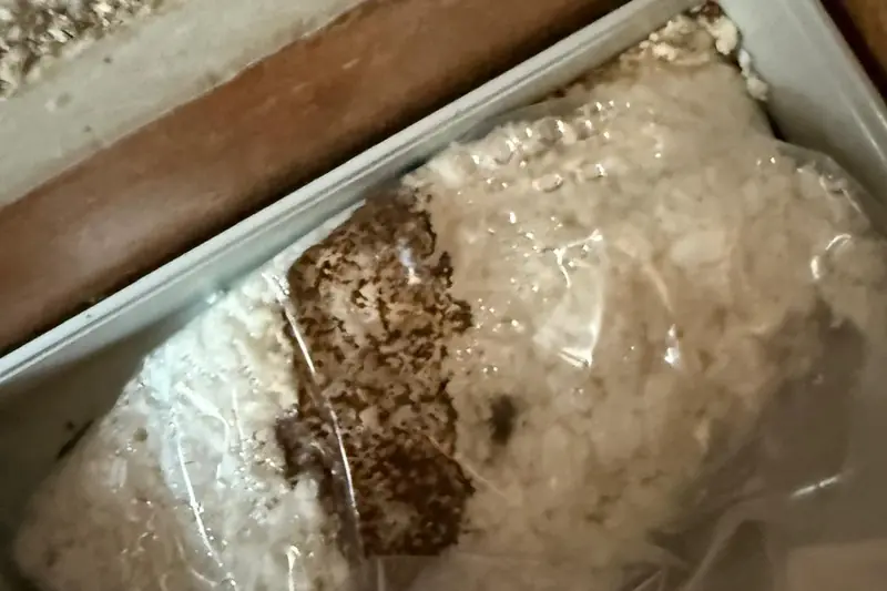 Cebo de celulosa dentro de su estación, con la tierra que acarrean las obreras mientras lo consumen