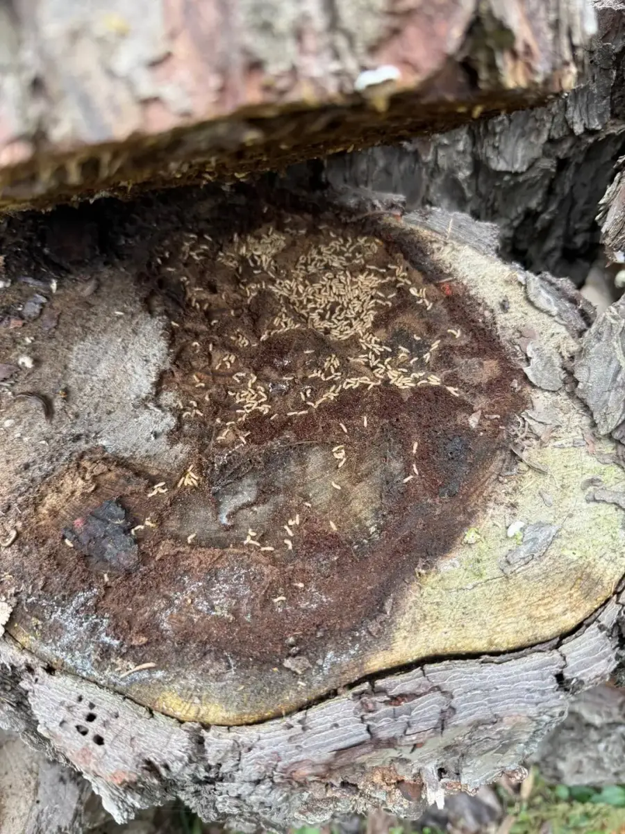 Colonia de termitas subterráneas Reticulitermes sobre madera de pino en una vivienda de Barcelona