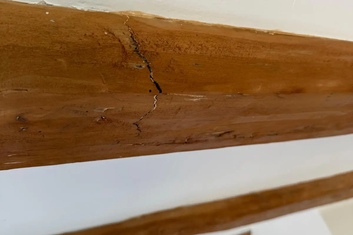 Viga de madera con galerías internas de termita que una reforma deja al descubierto