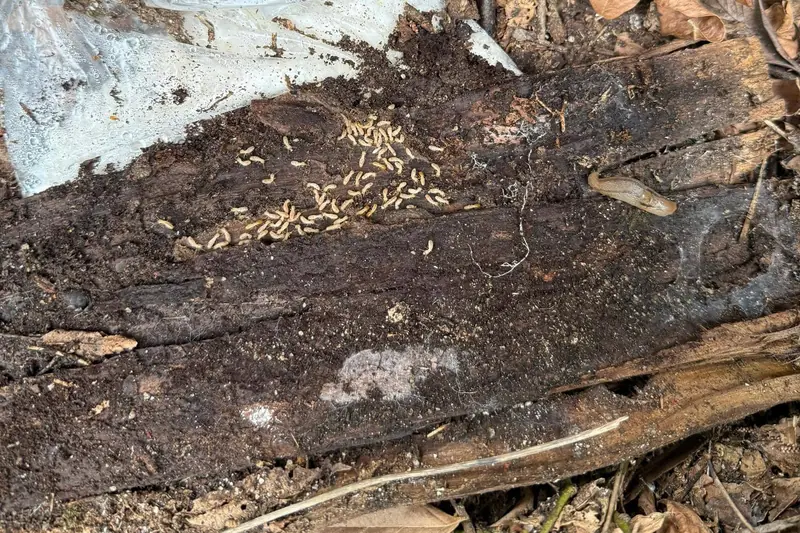 Obreras de termita subterránea sobre una tabla de madera podrida en contacto con la tierra del jardín, entre hojas secas