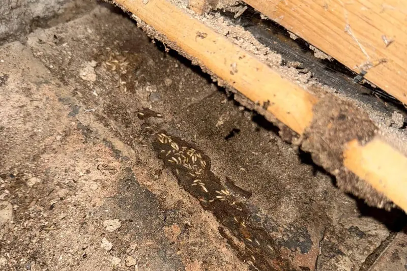 Obreras de termita subterránea en el suelo, bajo un rodapié de madera apoyado contra el muro