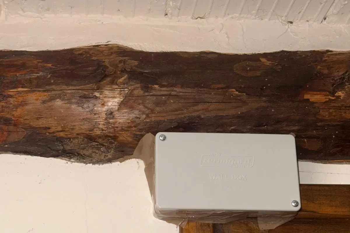 Estación de portacebos interior con la galería o túnel de barro de termita a la vista